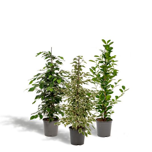 Ficus Benjamina & Microcarpa Mix | Kamerplant