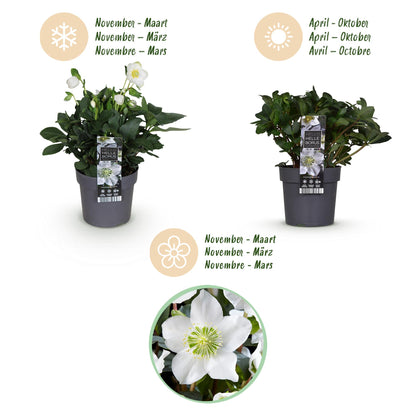 2x Garden Plant | Christmas Rose | Helleborus Christmas Carol