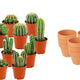 15 x Mini Cactus Mix | Terracotta Potten