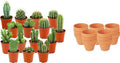 Mini cactussen mix in terracotta potten voor zonnige plekken. bij planttoday