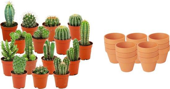 Mini cactussen mix in terracotta potten voor zonnige plekken. bij planttoday