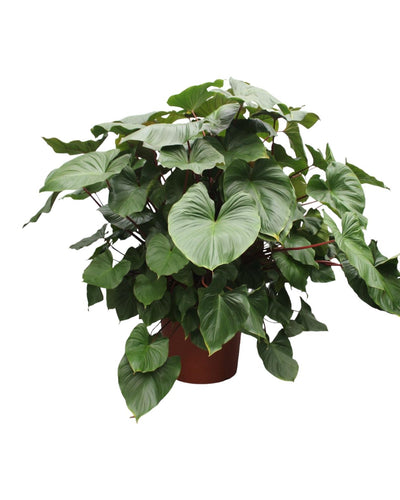 Homalomena Rubescens Maggy – Tropische kamerplant met roodachtige stelen en glanzend groen blad – Hoogte 170 cm, potmaat Ø60 cm"Grote tropische kamerplant met roodgroene bladeren voor binnen