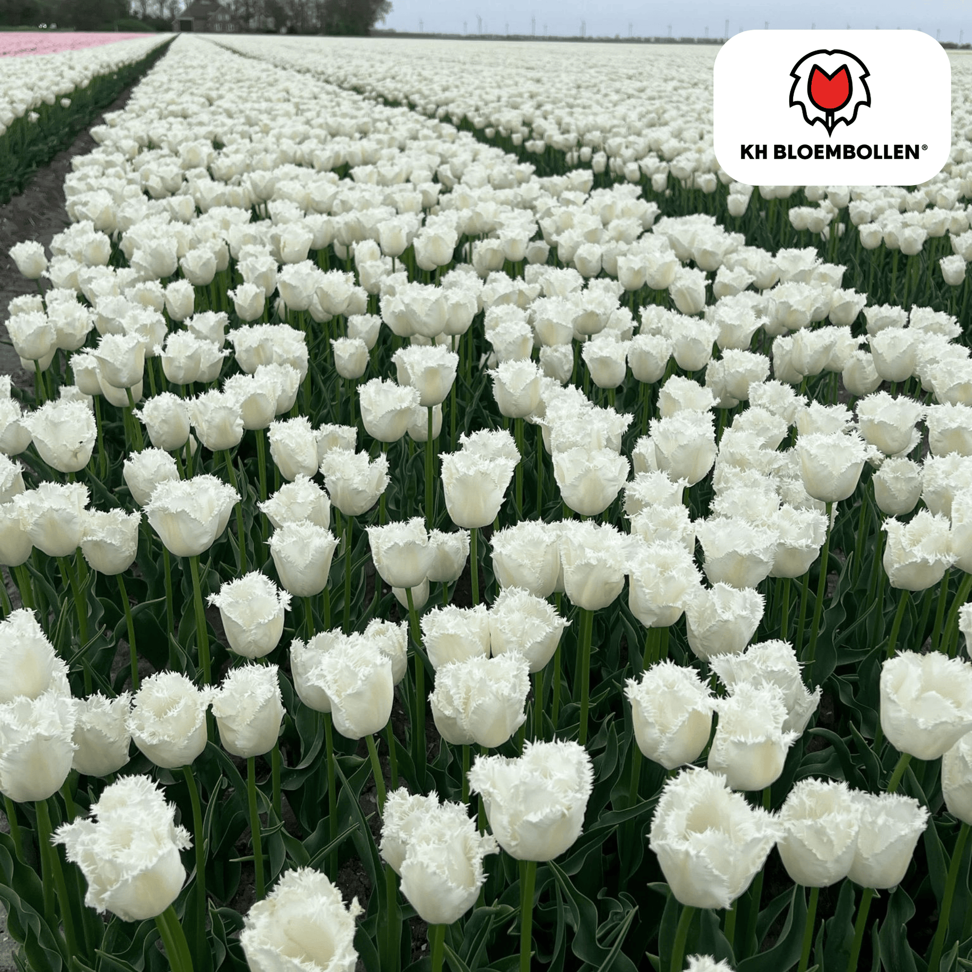 Honeymoon tulpenbollen – 20 stuks – witte tulpen met gekartelde bloemrand. Elegant en uniek voor tuin, balkon of pot.