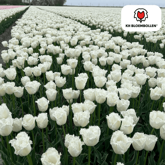 Honeymoon tulpenbollen – 20 stuks – witte tulpen met gekartelde bloemrand. Elegant en uniek voor tuin, balkon of pot.