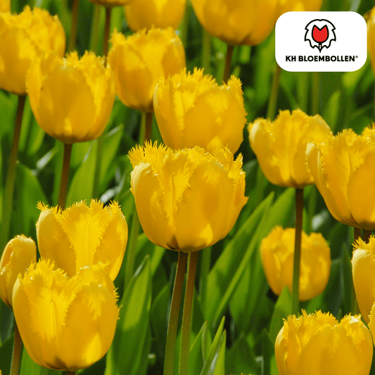 Tulpenbollen Sun Frillz – set van 20 gele tulpen met gekartelde bloembladeren, speels en opvallend, geschikt voor tuin, border of pot. Planttoday