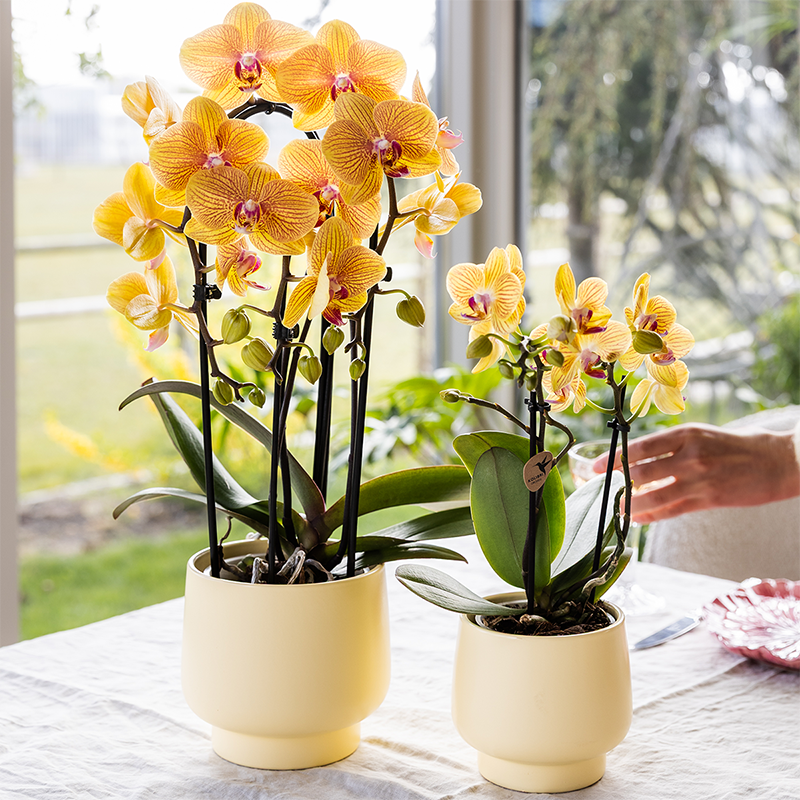 Gele Phalaenopsis orchidee - Lima - potmaat Ø9cm