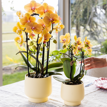 Gele Phalaenopsis orchidee - Lima - potmaat Ø9cm