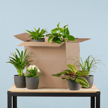 Groene Kneusjesbox – tweede kans kamerplanten in zwarte pot