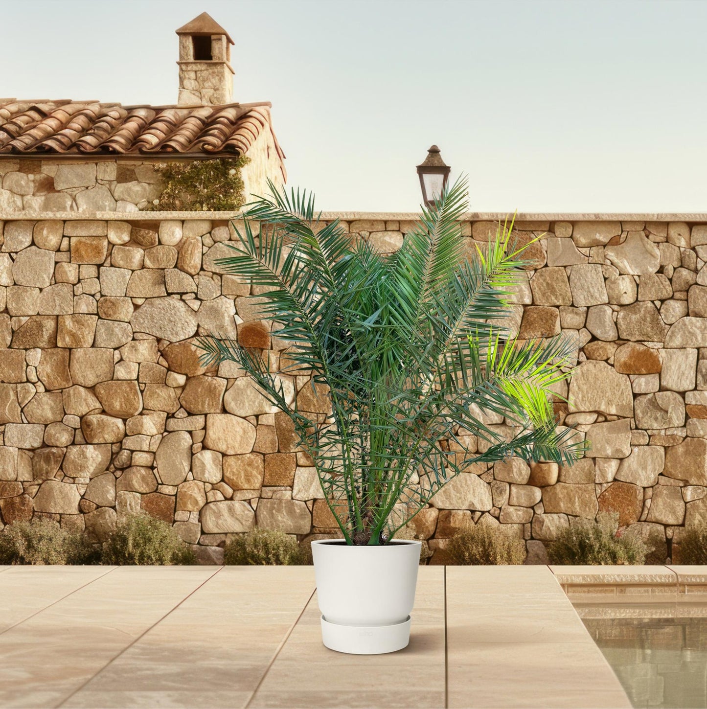 Phoenix Canariensis – Canarische Dadelpalm. | Tuinplant