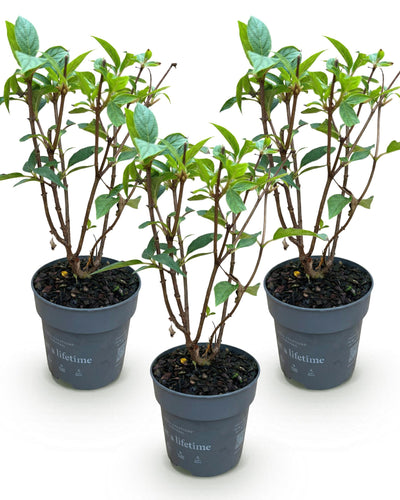 3 x Tuinplant | Hydrangea panniculata Living Pink & Rose | Pluimhortensia | Tuinplant