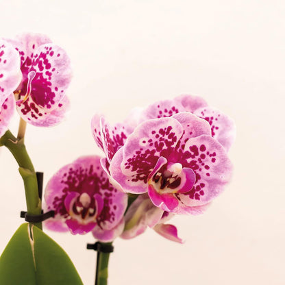 Roze paarse Phalaenopsis orchidee - El Salvador + Luxury gouden sierpot