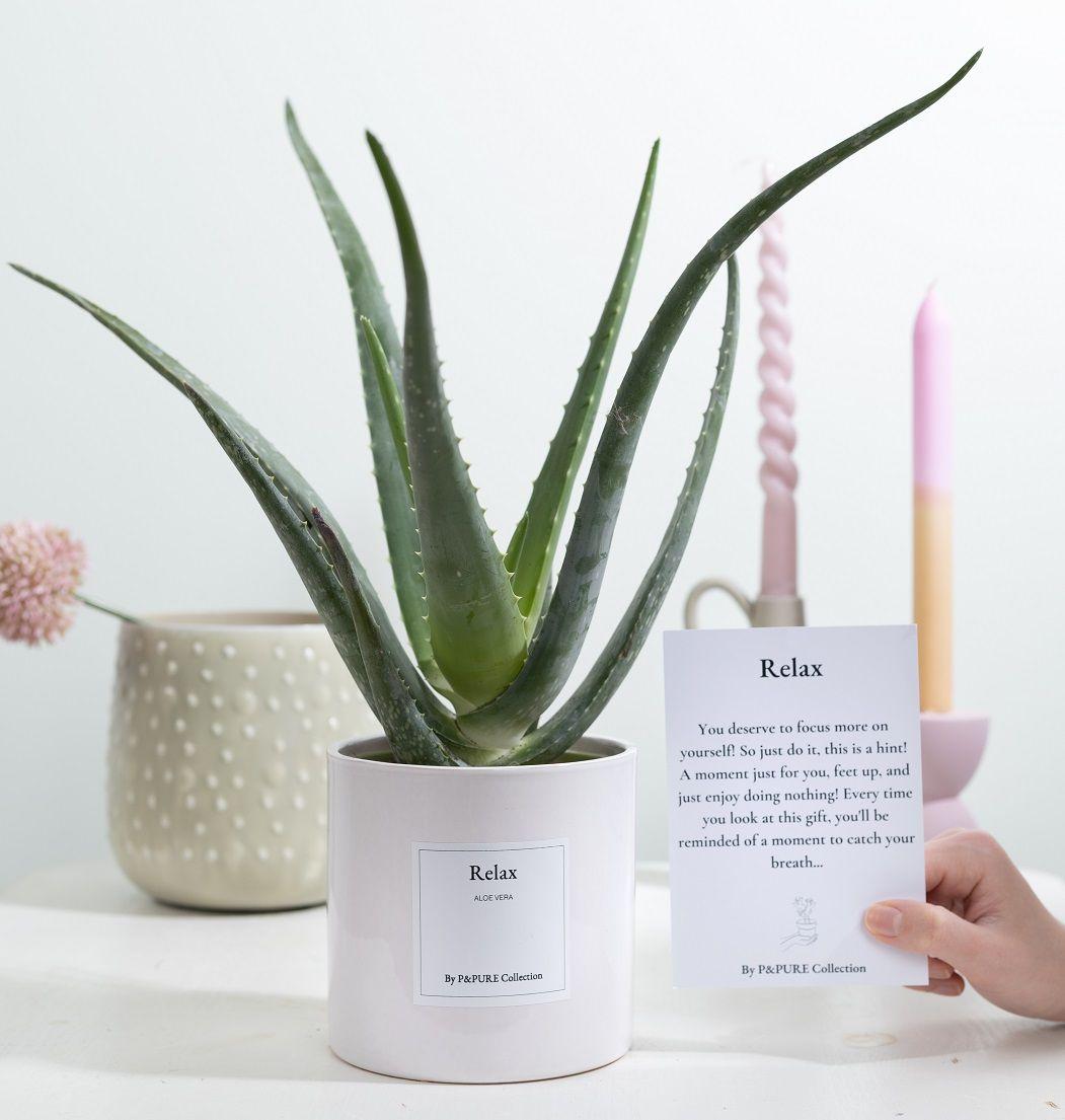 Aloe Vera Gift "Relax" | Met wenskaart