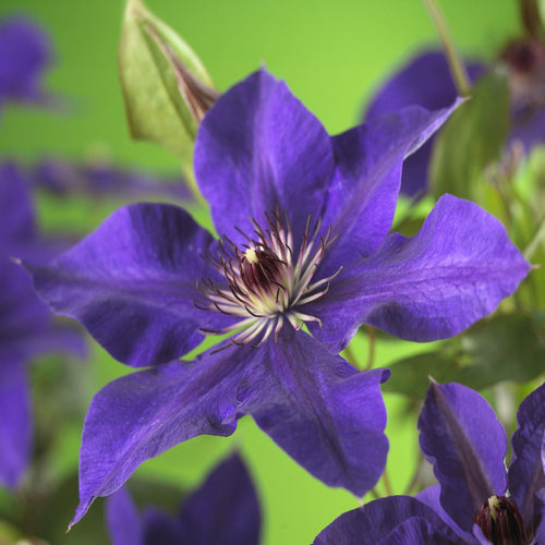 Paarsbloeiende clematis klimplant voor schutting en pergola