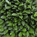 8 x Hedge plants | Prunus laurocerasus Novita