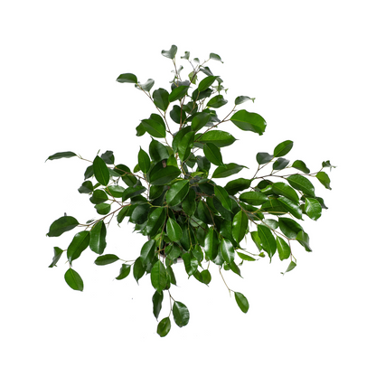 Standplaats: Plaats de Ficus 'Exotica' op een plek met veel indirect licht, zoals een raam op het zuiden (niet ervoor) of een paar meter van een raam op het oosten of westen. Hij kan niet tegen direct zonlicht en is gevoelig voor tocht. 
Water: Houd de grond licht vochtig door deze ongeveer één keer per week water te geven. 
Fleur direct