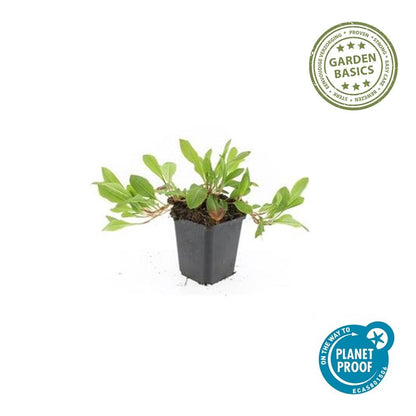 Persicaria aff. 'Darjeeling Red' - Tuinplant