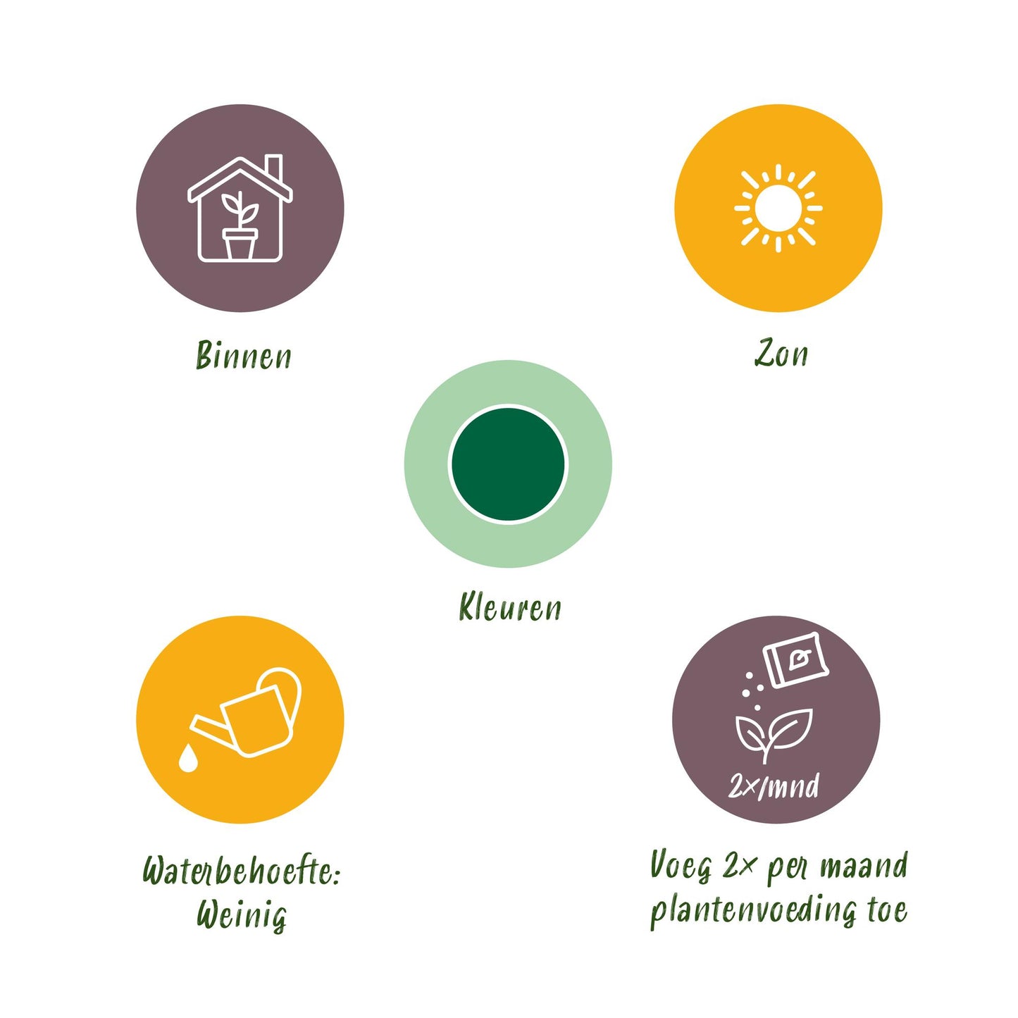 2x Cycas revoluta | Palmvaren | Kamer en Tuinplant