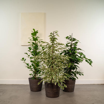 Ficus Benjamina & Microcarpa Mix | Kamerplant