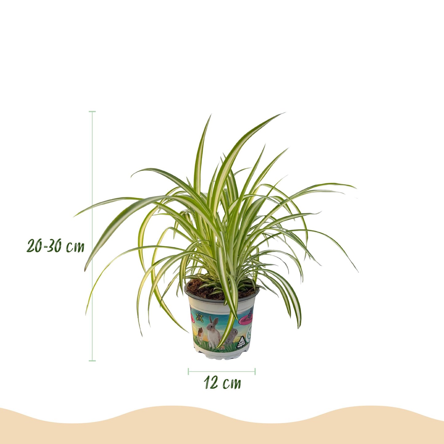 3 Houseplants | Cyperus - Calissia - Chlorophytum | Pet-Friendly | 3 Plants with Potter Grey