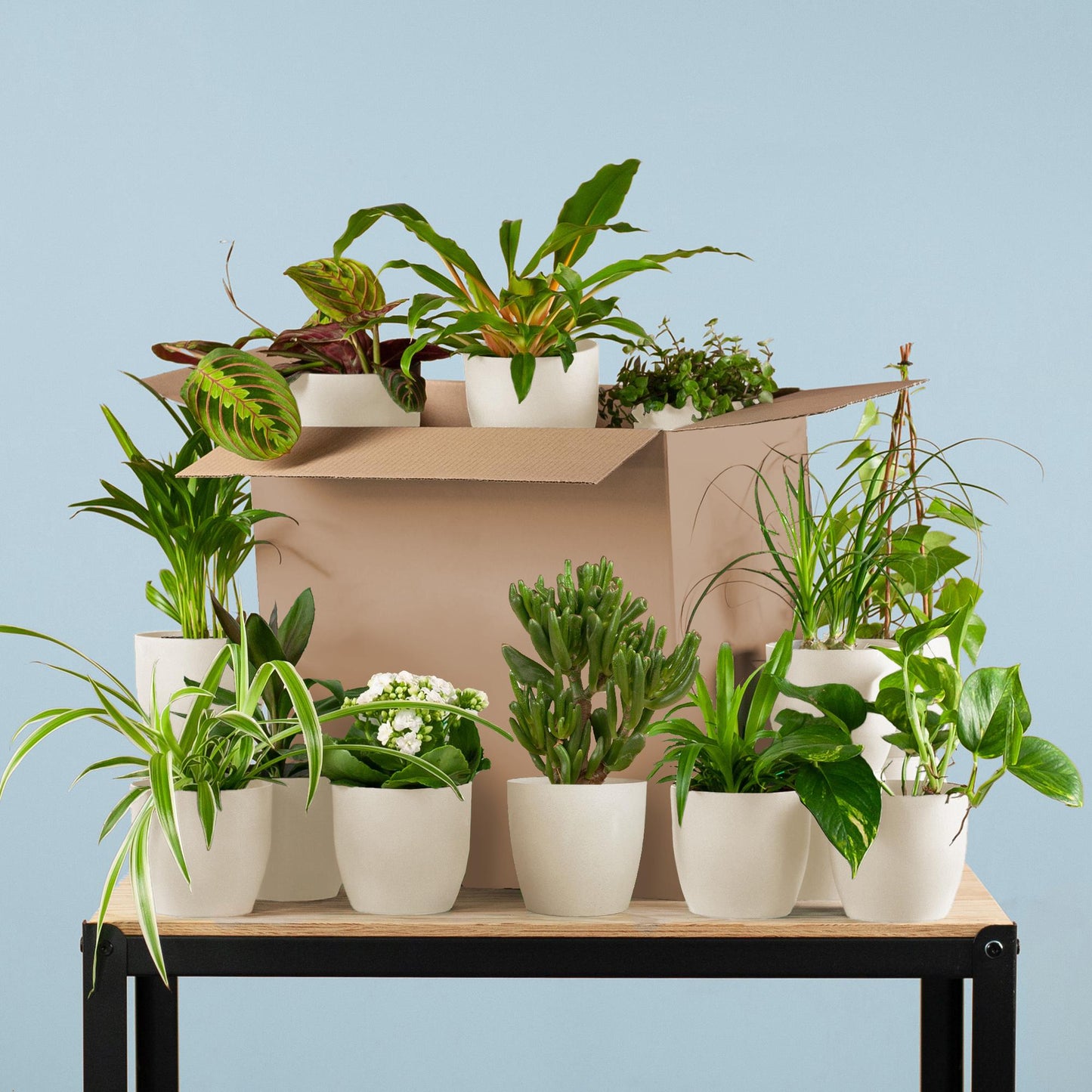 12x Groene Kneusjesbox | Kamerplant | met pot