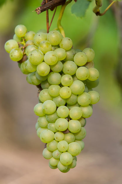 Witte druif Vitis vinifera ‘Johanniter’ – biologisch gekweekt – Pot Ø13cm – Hoogte ca. 45cm – Sterke druivenplant voor tuin, pergola of terras