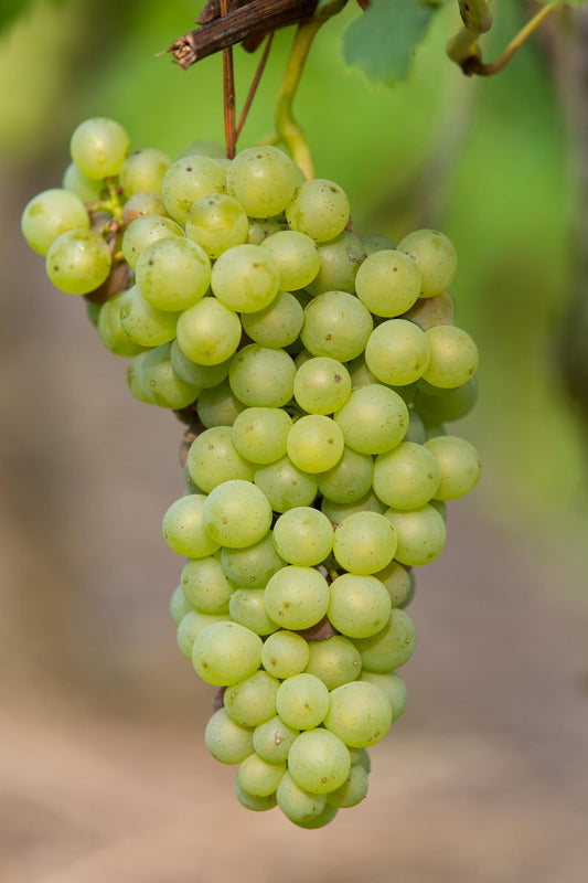 Witte druif Vitis vinifera ‘Johanniter’ – biologisch gekweekt – Pot Ø13cm – Hoogte ca. 45cm – Sterke druivenplant voor tuin, pergola of terras