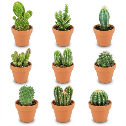 Mini Cactus Mix |Terracotta Potten