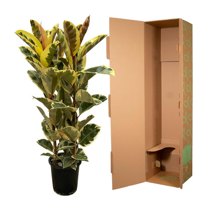 Ficus Elastica ‘Tineke’ – rubberplant van ±150 cm hoog met grote glanzende donkergroene bladeren in pot Ø28cm"