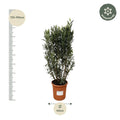 Oleander kopen online

Nerium oleander kopen

Oleander plant buiten in pot