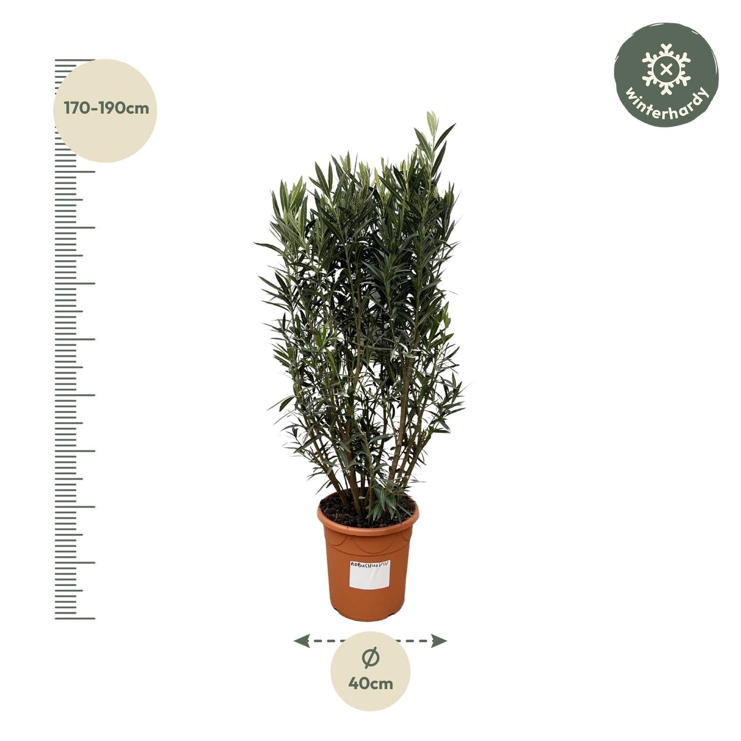 Nerium Oleander struik | Tuinplant