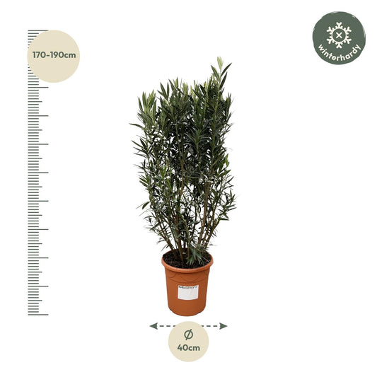 Nerium Oleander struik | Tuinplant