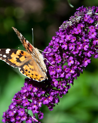 Buddleja davidii Black Night | Buitenplant | Vlinderstruik - Planttoday