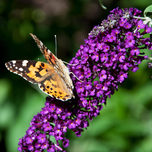 Vlinderstruik - Buddleja davidii Black Night - Bloem Paars - 1 Plant - Bladverliezend - Vlinderlokkend -  Pot 17cm Hoogte 25cm