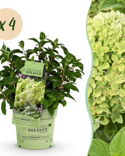 4x Hydrangea Panniculata Groundbreaker Greeny | Winterhard en Prachtig | Pluimhortensia