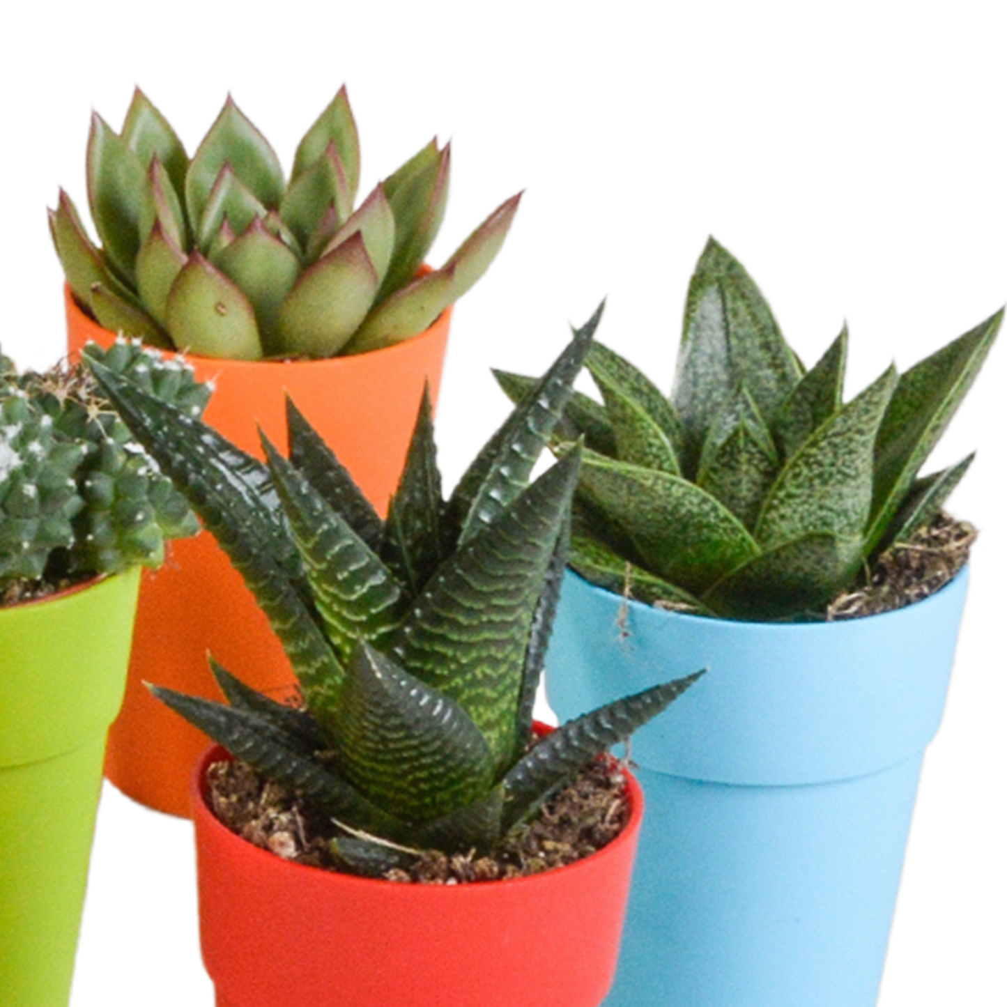 Mix van 15 cactussen en vetplanten in gekleurde plasticpotten – variatie in vorm, hoogte en kleur.