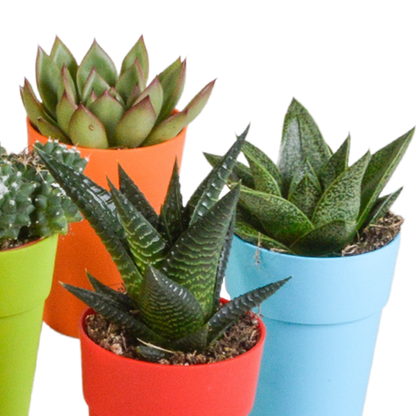 Mix van 15 cactussen en vetplanten in gekleurde plasticpotten – variatie in vorm, hoogte en kleur.