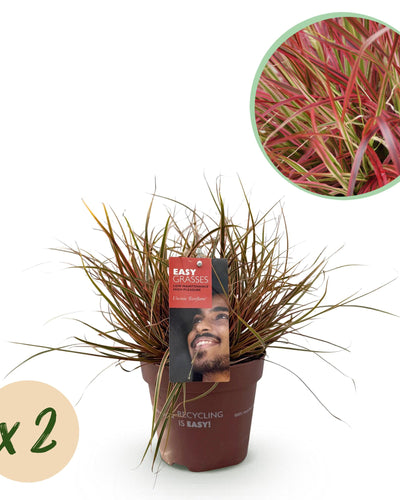 Uncinia rubra Everflame, rode grasplant in tuinborder