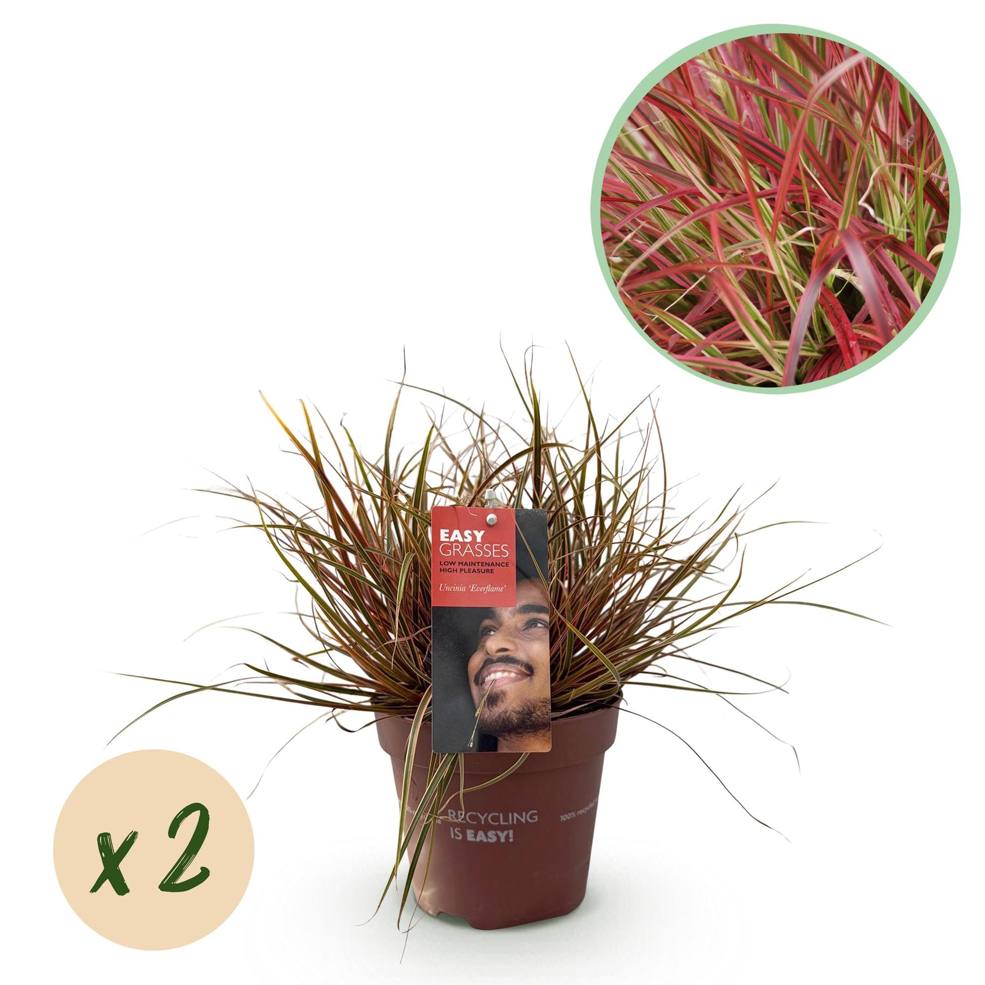 Uncinia rubra Everflame, rode grasplant in tuinborder