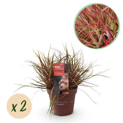 Uncinia rubra Everflame, rode grasplant in tuinborder