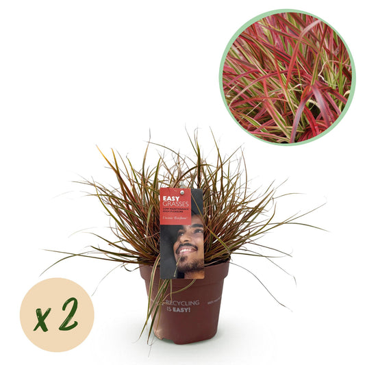 Uncinia rubra Everflame, rode grasplant in tuinborder