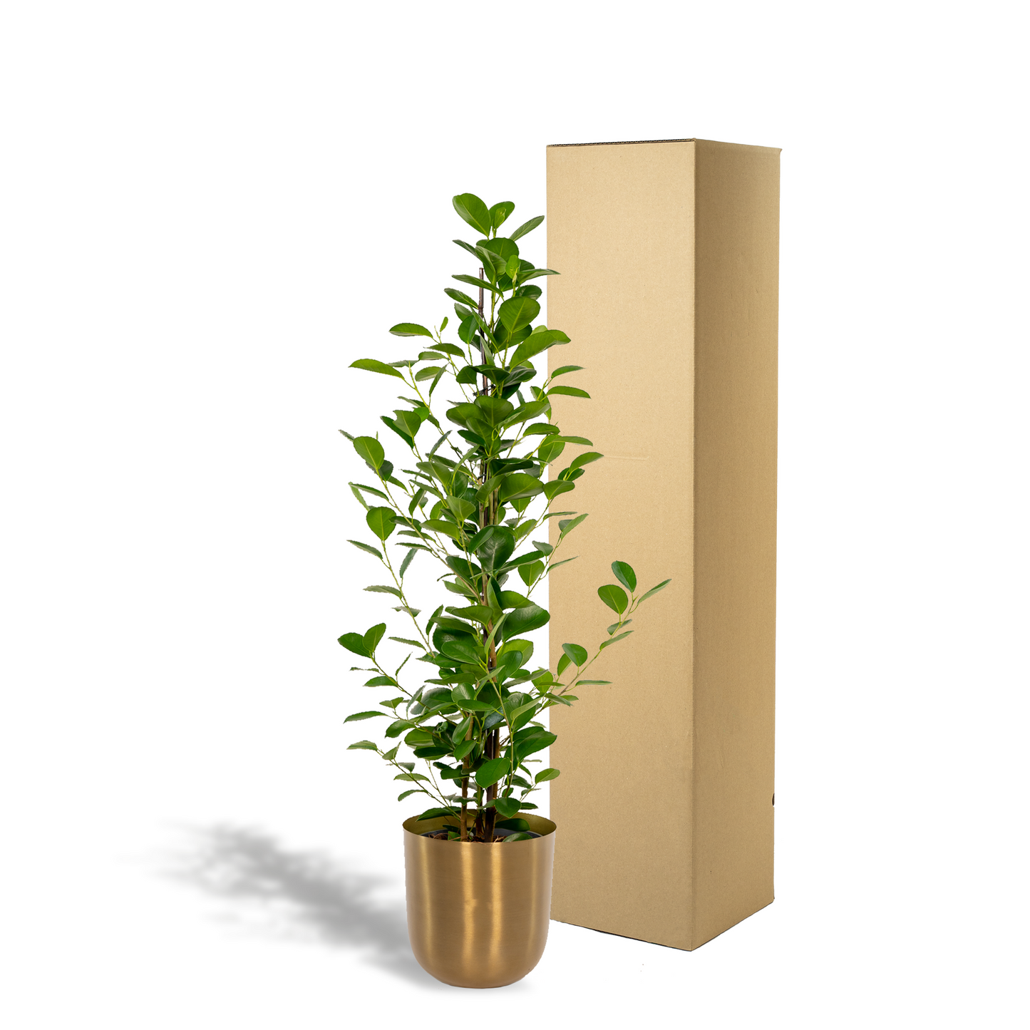 Ficus microcarpa Moclame | Kamerplant met pot Mayk Gold