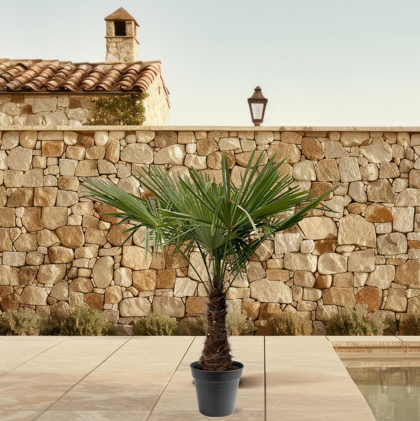 Trachycarpus Fortuneii