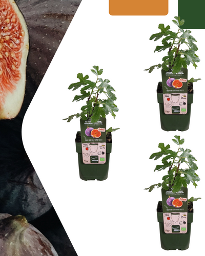 Biologische vijgenboom buitenplant – sterke mediterrane plant met eetbare vijgen, geschikt voor terras en tuin.