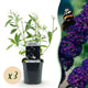 3 x Buddleja davidii 'Black Night' | Prachtige vlinderstruik | Tuinplant