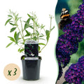 3 x Buddleja davidii 'Black Night' | Prachtige vlinderstruik | Tuinplant
