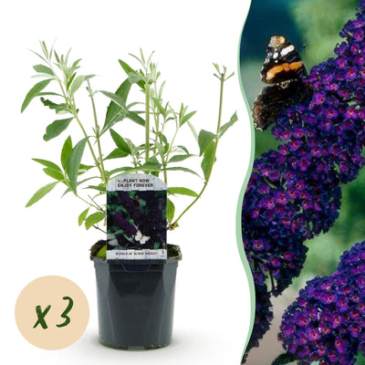 3 x Buddleja davidii 'Black Night' | Prachtige vlinderstruik | Tuinplant