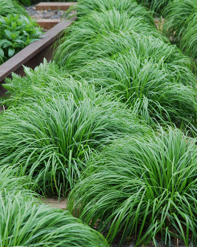 Carex oshimensis ‘Intense Green’ – siergras met diepgroene bladeren, set van 2 planten in pot Ø17cm, hoogte circa 50cm."