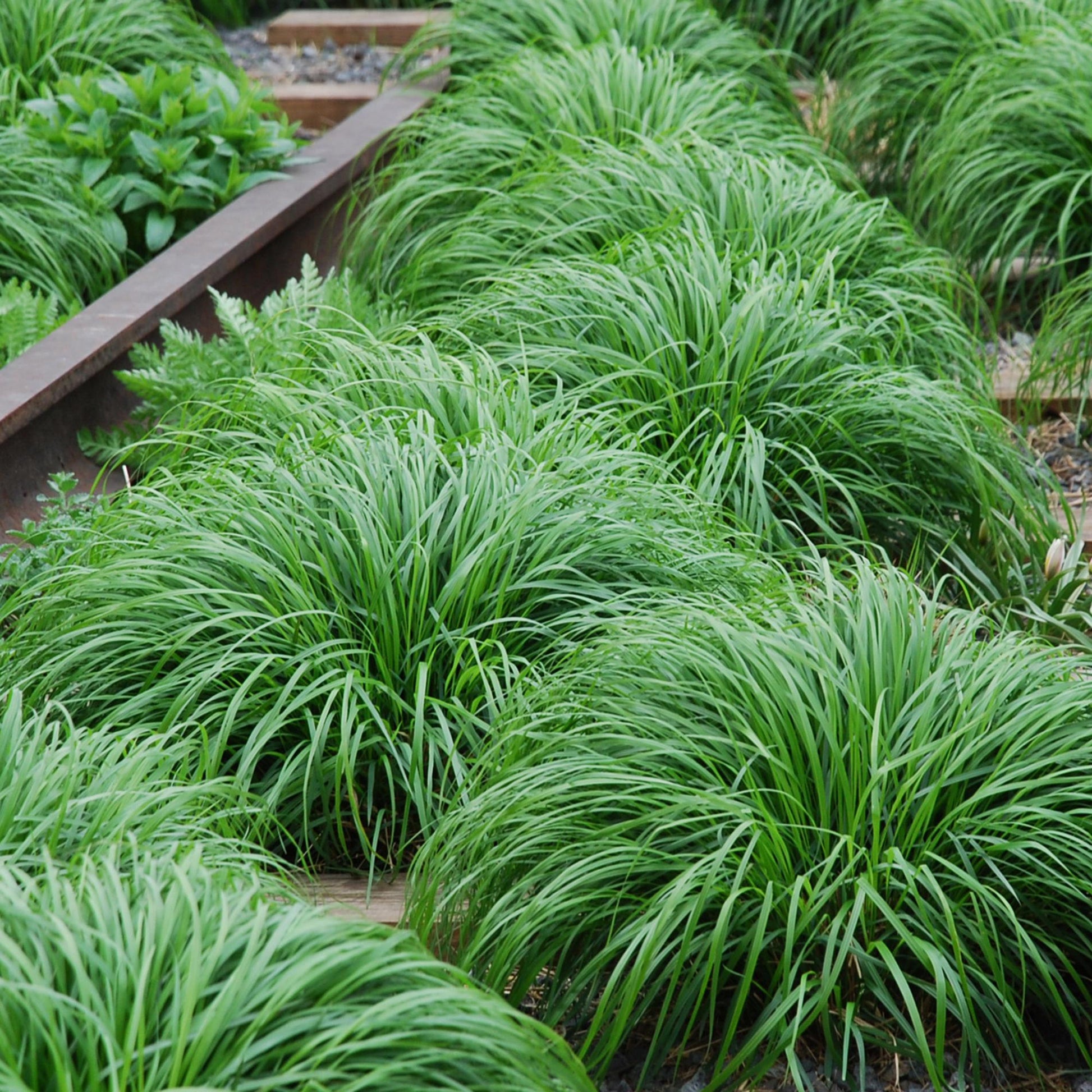 Carex oshimensis ‘Intense Green’ – siergras met diepgroene bladeren, set van 2 planten in pot Ø17cm, hoogte circa 50cm."