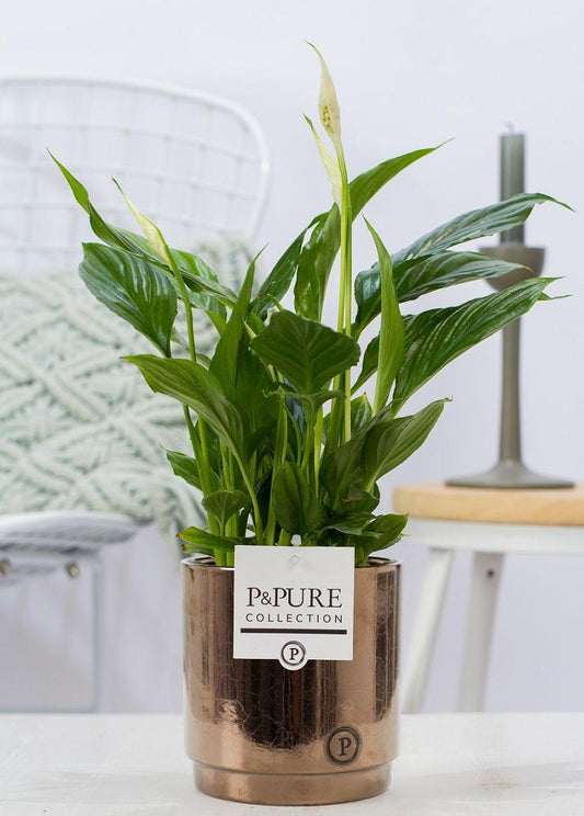 Spathiphyllum in P&PURE Juliette Ceramics Goldbronze | Elegante Lepelplant in luxe pot