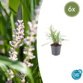 Liriope muscari ‘Monroe White’ Buitenplant | Leliegras - Planttoday